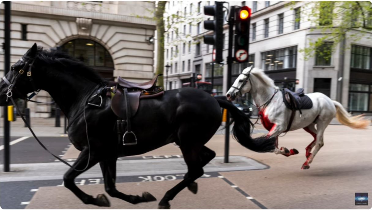 Horses in London