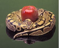 Snake and apple