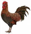 Rooster