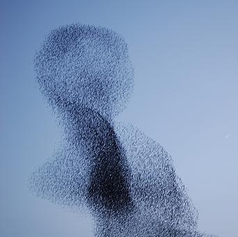 starlings