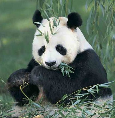 Giant Panda1