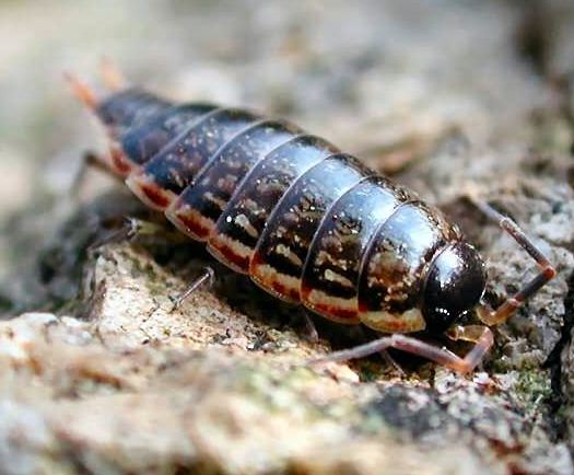 Bug