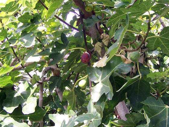 Figtree