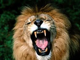 lion roaring